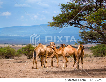 Group of camels in Africa Group of camels in Africa 47375253