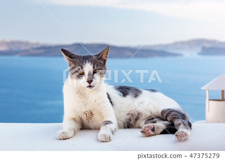 Cat lying on stone wall in Oia town, Santorini, Greece. Aegean sea 47375279