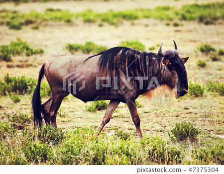 Wildebeest also called Gnu on African savannah 47375304