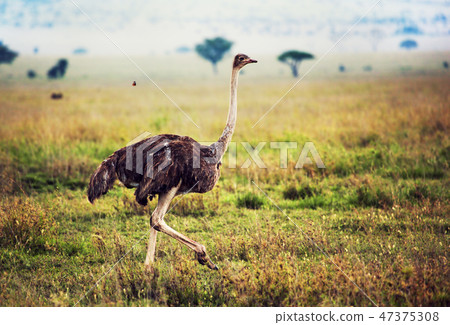 Ostrich on savanna, safari in Tanzania, Africa Ostrich on savanna, safari in Tanzania, Africa 47375308