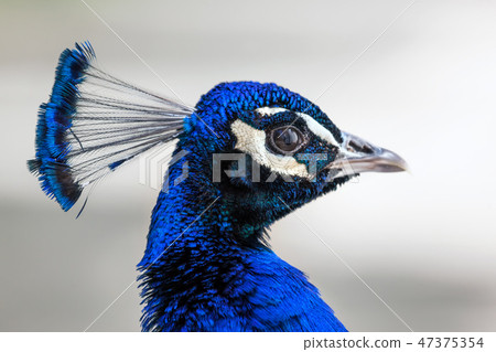 Peacock head portrait 47375354