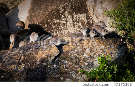 Rock hyrax herd in Serengeti, Tanzania, Africa. 47375398