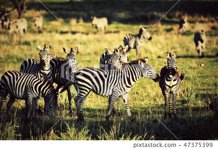 Zebras herd on African savanna. Zebras herd on African savanna. 47375399