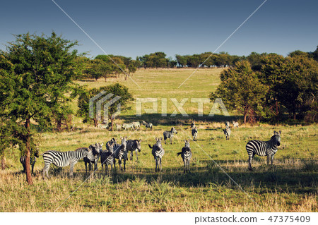 Zebras herd on African savanna. 47375409