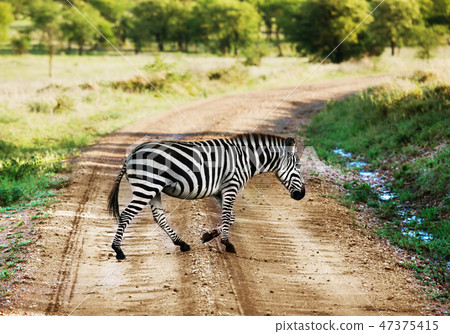 Zebra walking on road on African savanna. 47375415