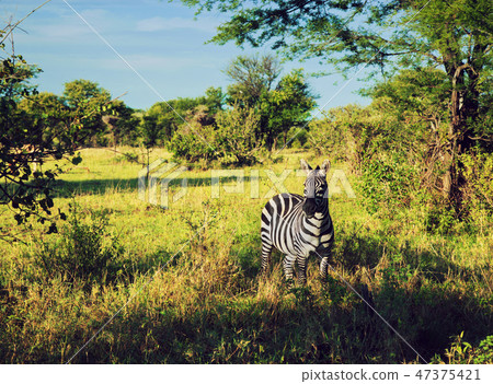 Zebra in grass on African savanna. Zebra in grass on African savanna. 47375421