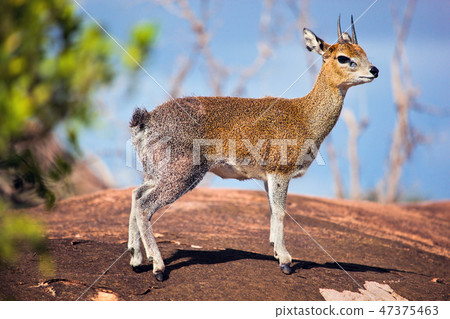 Klipspringer on rock. Serengeti, Tanzania, Africa 47375463