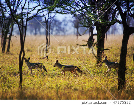 Jackals on savanna. Safari in Serengeti, Tanzania, Africa 47375532