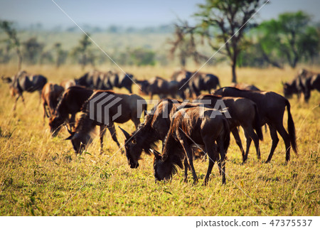 Wildebeests herd, Gnu on African savanna 47375537
