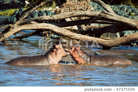 Hippo, hippopotamus fighting in river. Serengeti, Tanzania, Africa 47375550