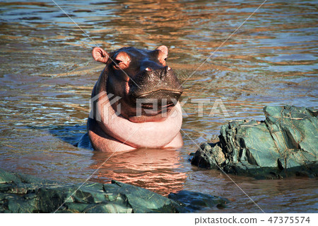 Hippo, hippopotamus in river. Serengeti, Tanzania, Africa 47375574