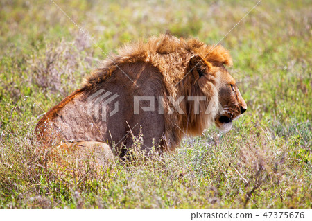 Young adult male lion on savanna. Safari in Serengeti, Tanzania, Africa Young adult male lion on savanna. Safari in Serengeti, Tanzania, Africa 47375676