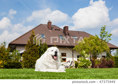 Big guard dog resting in front of the house. Polish Tatra Sheepdog 47375949