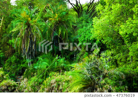 Jungle, bush trees background in Africa. Tsavo West, Kenya 47376019