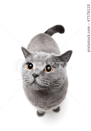 British Shorthair Cat On White Background Stock Photo 47376228