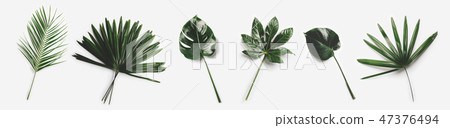 Green palm leaves isolated on white background. 47376494