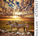 Zebras herd on African savanna at sunset. 47376857