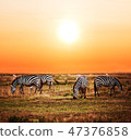 Zebras herd on African savanna at sunset. 47376858