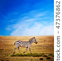 Zebra on African savanna. 47376862