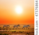 Zebras herd on African savanna at sunset. 47376864