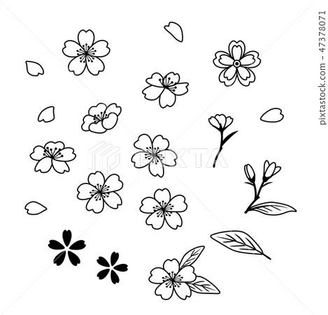 櫻花素描素材集 47378071