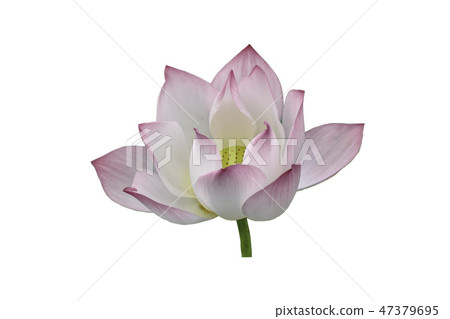 Pink Lotus Flower on a white background. 47379695