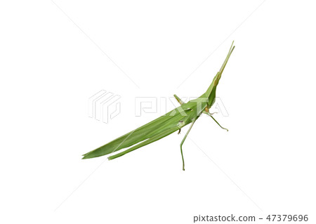 Green grasshopper on the leaves in the grass. 47379696