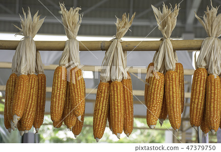 Dried corn hanging on bamboo for the seeds. Dried corn hanging on bamboo for the seeds. 47379750