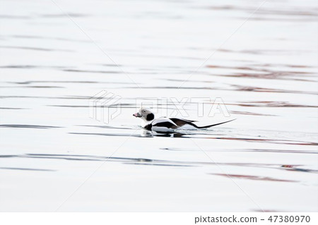 Couligamo Couligamo 47380970