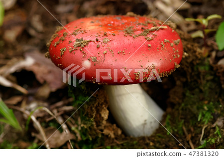 Red mushrooms 47381320