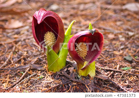 米糠 米糠 47381373