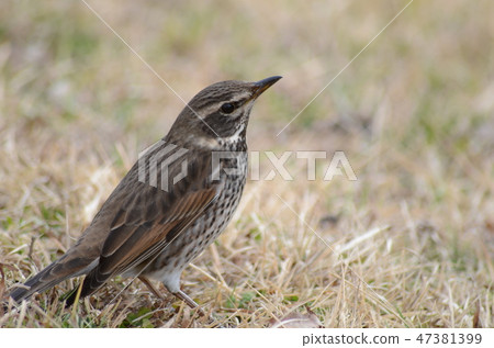 Thrush Bird Thrush Bird 47381399