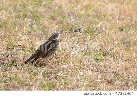 鵝口瘡鳥 鵝口瘡鳥 47381404