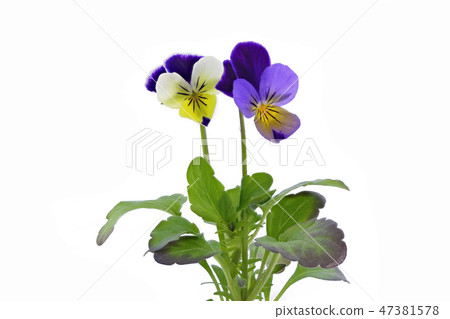 Viola (depth synthesis) 47381578