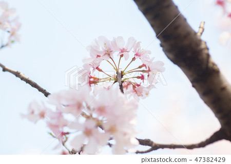 Cherry Blossoms Crown 47382429