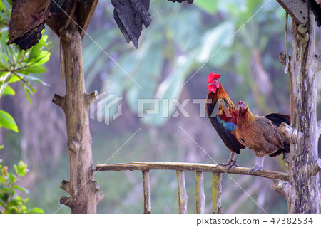Chicken standing on the wood 47382534