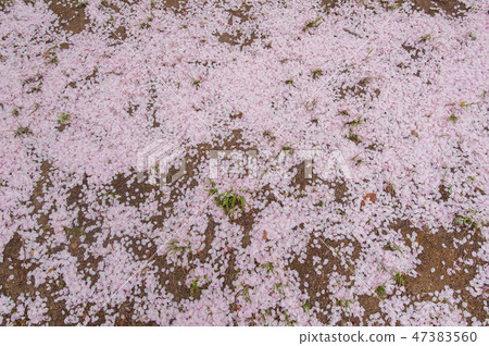 佐倉花瓣釜山春天風景照片 佐倉花瓣釜山春天風景照片 47383560