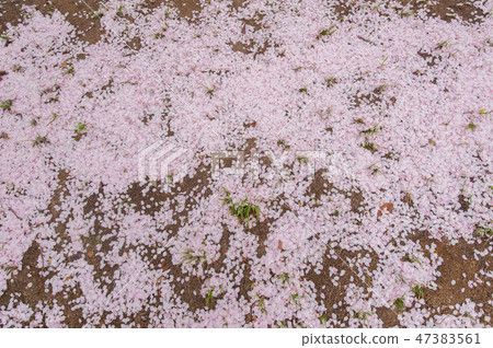 佐倉花瓣釜山春天風景照片 佐倉花瓣釜山春天風景照片 47383561