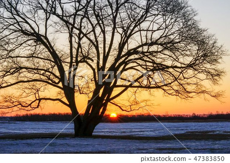 Harnire tree which reached the sunrise Toyugi cho 47383850