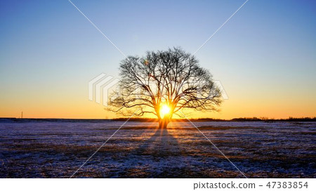 Harnire tree which reached the sunrise Toyokohicho 16: 9 47383854