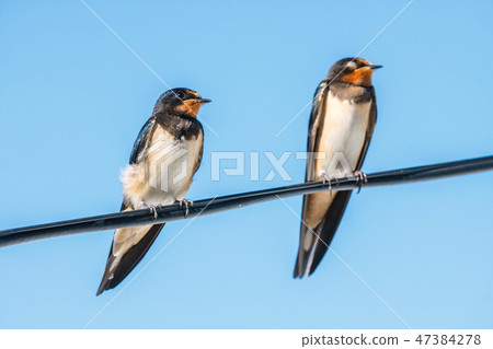 two barn swallow on the blue sky background 47384278