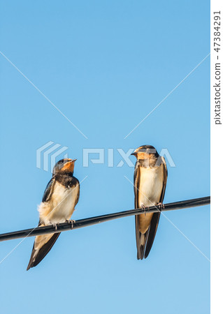 two barn swallow on the blue sky background 47384291