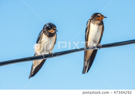 two barn swallow on the blue sky background 47384292