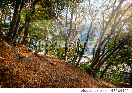 forest with bright sun shining through the trees 47384303