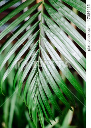 Tropical palm leaf, greenery 47384435