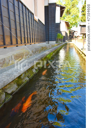 Hida Kogawa White Wall Fudosan Koi Hida Kogawa White Wall Fudosan Koi 47384608