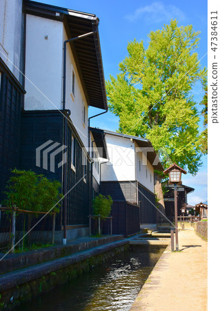 Hida Kogawa白牆Fudosanchi Great Ginkgo Hida Kogawa白牆Fudosanchi Great Ginkgo 47384611