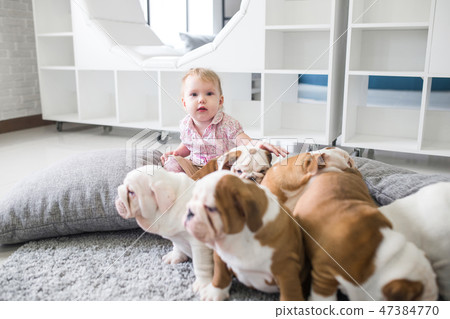 The friendship between a little girl and cute puppies of English bulldog The friendship between a little girl and cute puppies of English bulldog 47384770