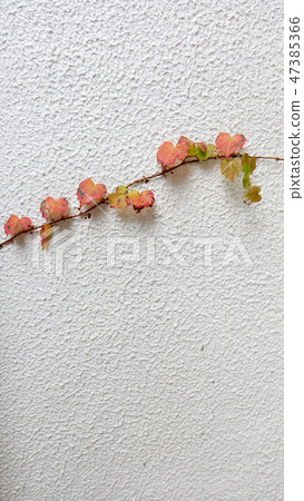 Vine with red and green leaves grow on white wall Vine with red and green leaves grow on white wall 47385366
