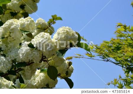 Shida Flower Garden White Flower of Odemari shining in the blue sky 47385814